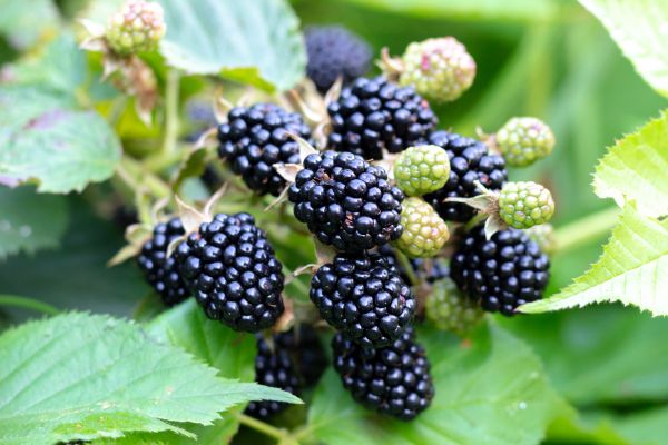 Blackberry Bush Removal in Lima