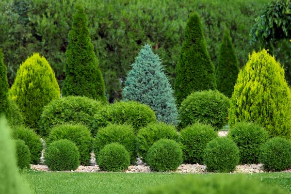 Cost of Bush Shaping Service in Lima