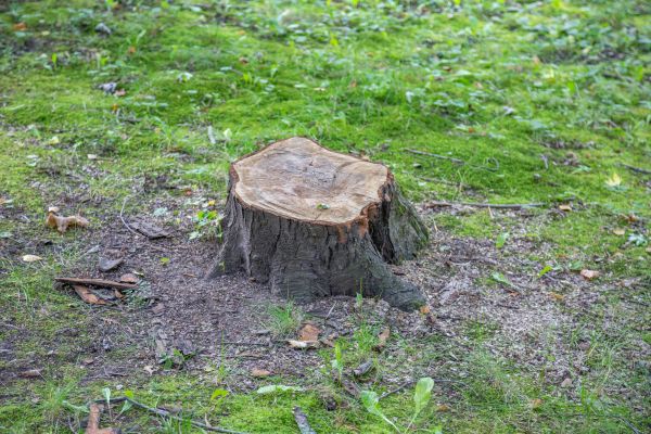 Bush Stump Removal in Lima