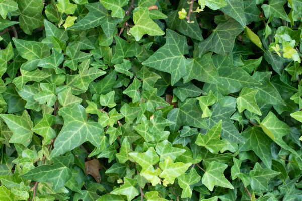 English Ivy Removal in Lima