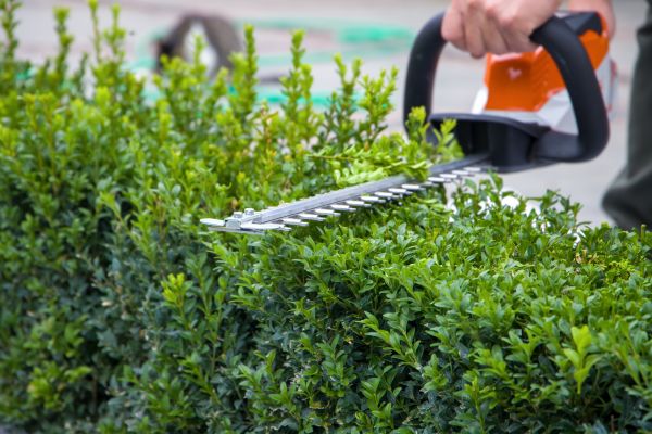 Hedge Pruning in Lima