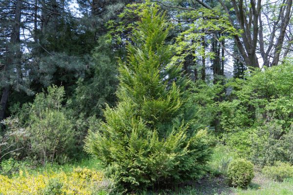 Juniper Pruning in Lima