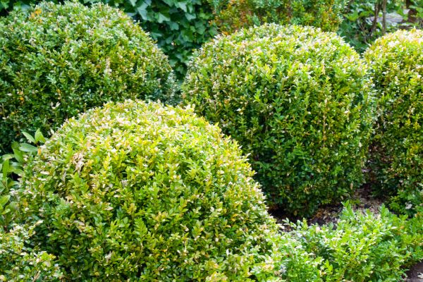 Cost of Landscape Trimming Service in Lima