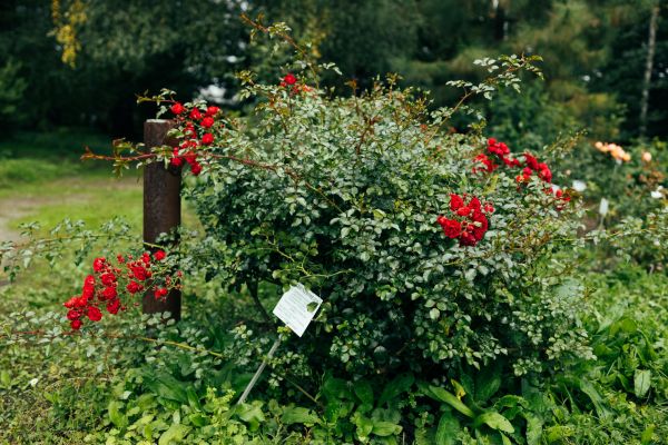 Rose Bush Removal in Lima