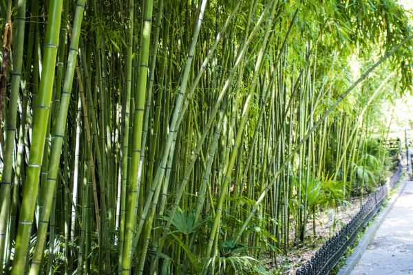 Bamboo Root Removal in Lima