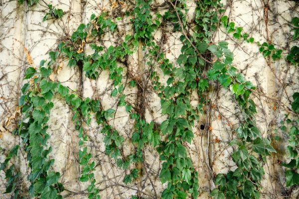Vine Removal Service in Lima