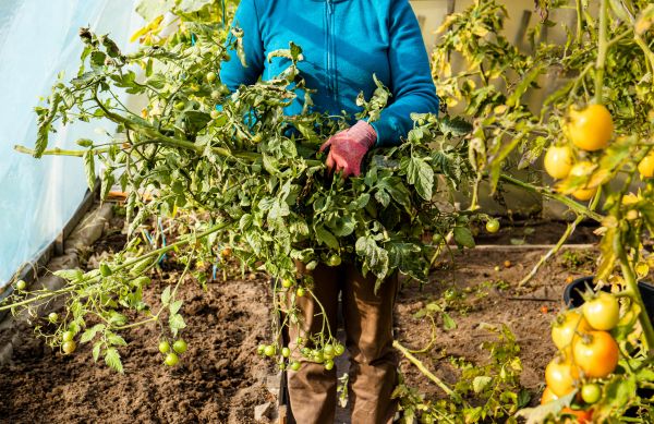 Cost of Garden Plant Removal in Lima