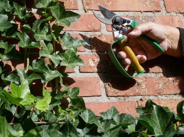 Ivy Removal Service in Lima