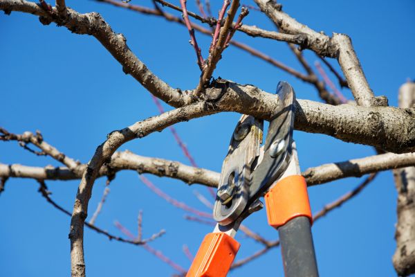 Cost of Selective Pruning in Lima