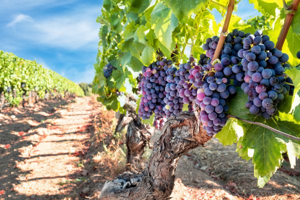 Grapevine Pruning in Lima