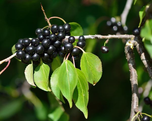 Buckthorn Removal in Lima
