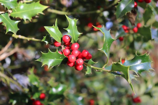 Holly Tree Trimming in Lima