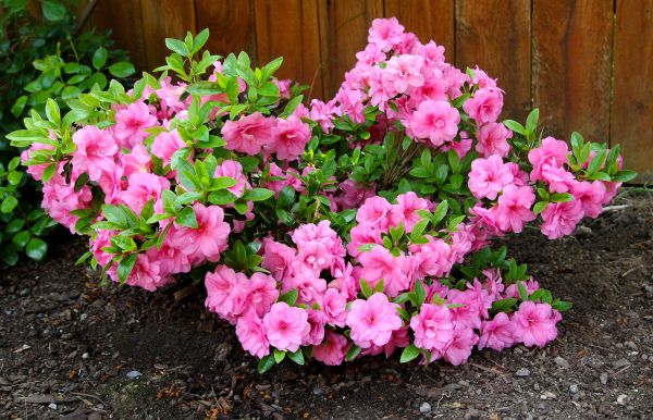 Cost of Azaleas Removal in Lima