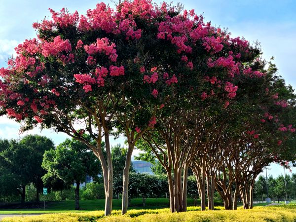 Crepe Myrtle Pruning in Lima