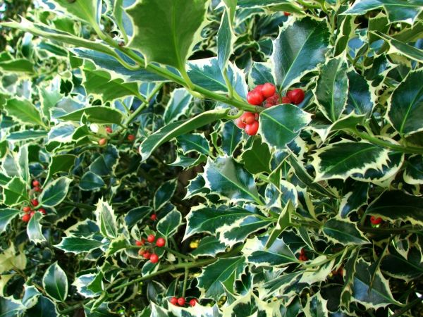 Holly Bushes Trimming in Lima