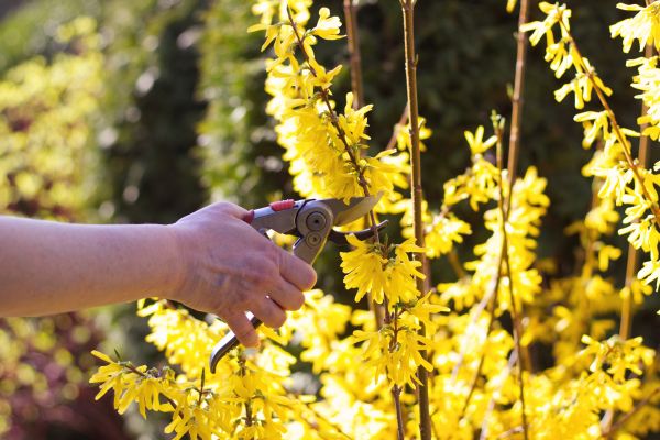 Forsythia Pruning in Lima