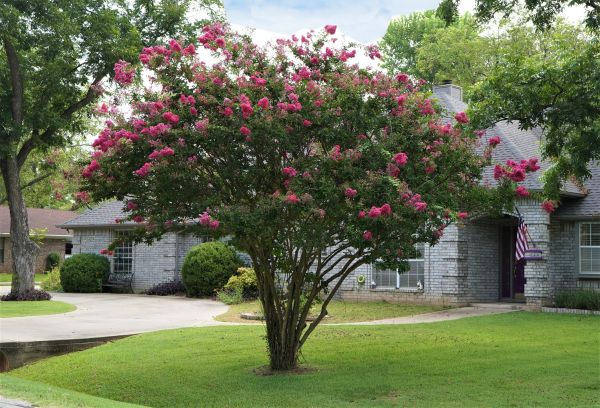 Crepe Myrtle Trimming in Lima