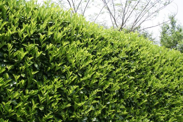 Cost of Laurel Shrub Removal in Lima