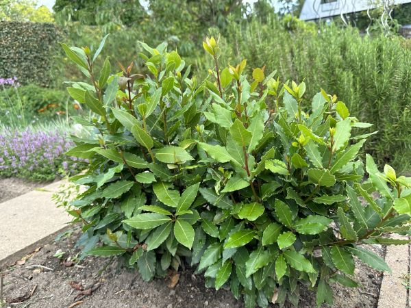 Cost of Laurel Hedge Removal in Lima