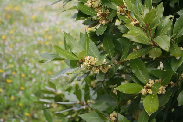 Laurel Trimming in Lima