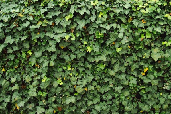 Cost of Ivy Pruning service in Lima