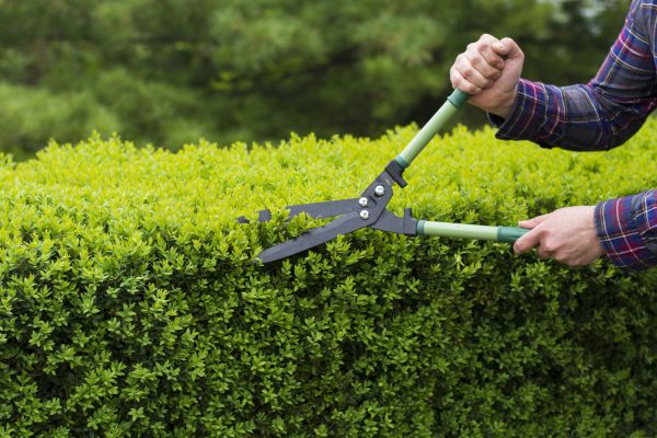 Evergreen Shrub Pruning in Lima