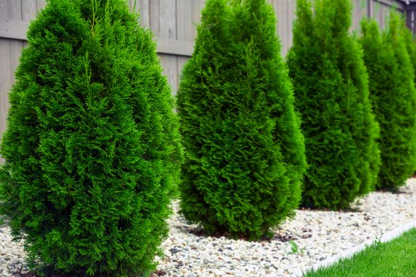 Arborvitae Shaping in Lima