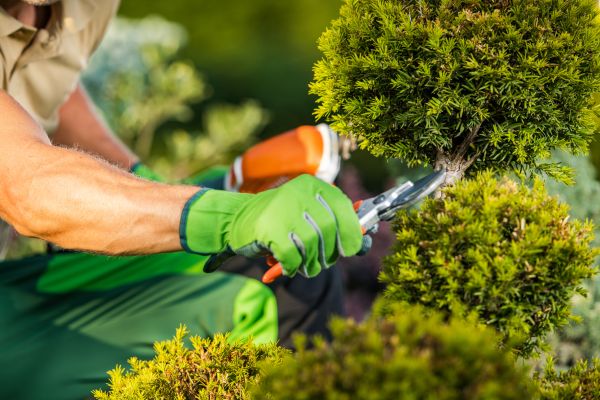 Cost of Landscape Pruning Service in Lima