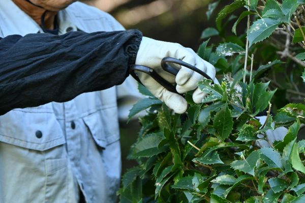Holly Pruning in Lima