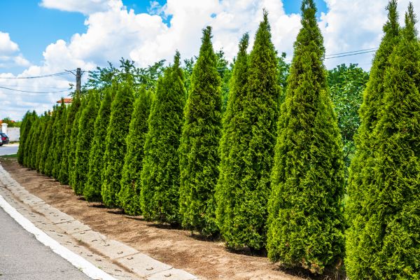 Cost of Arborvitae Shearing in Lima