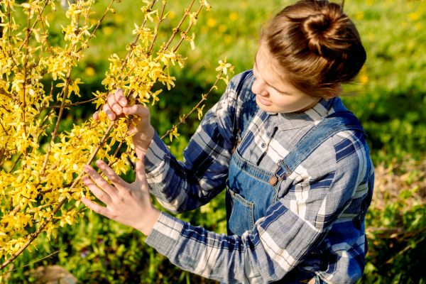 Forsythia Trimming in Lima