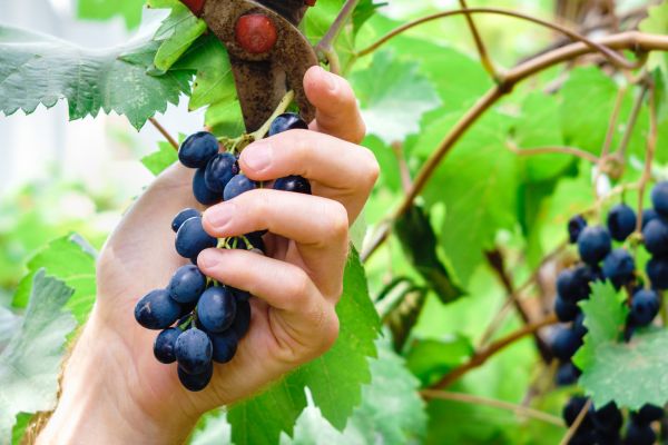 Vineyard Pruning in Lima