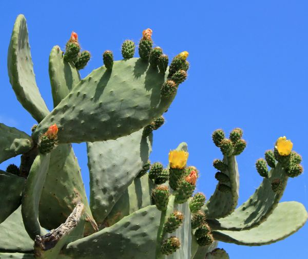 Cactus Removal in Lima