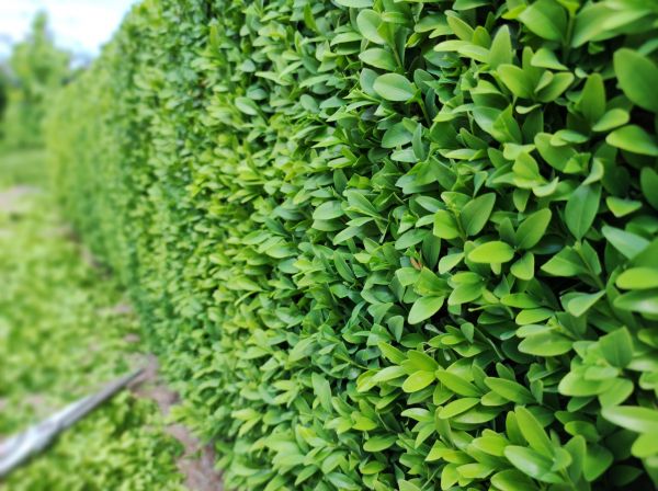 Boxwood Pruning in Lima