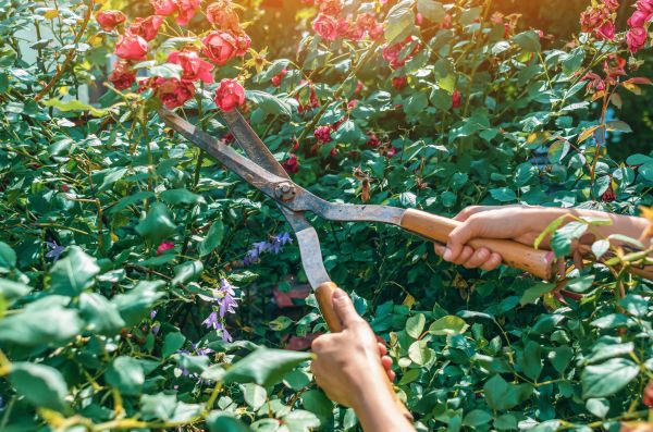 Knockout Roses Pruning in Lima