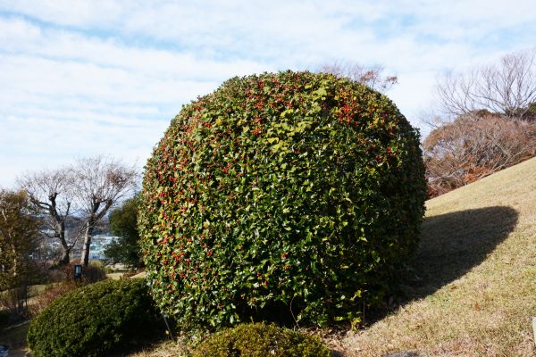 Holly Shrub Pruning in Lima