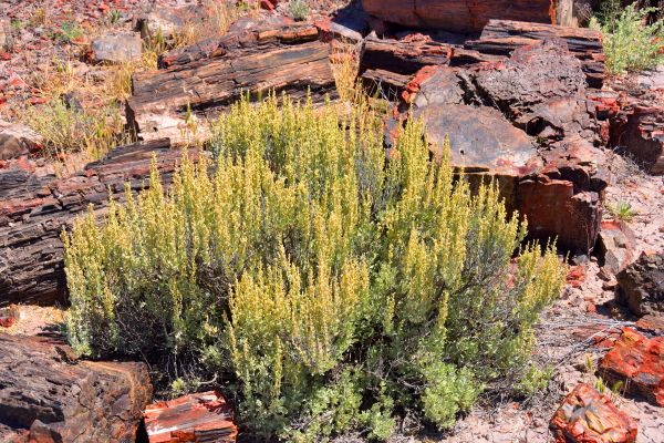 Cost of Sagebrush Removal in Lima