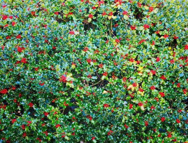 Holly Bush Removal in Lima