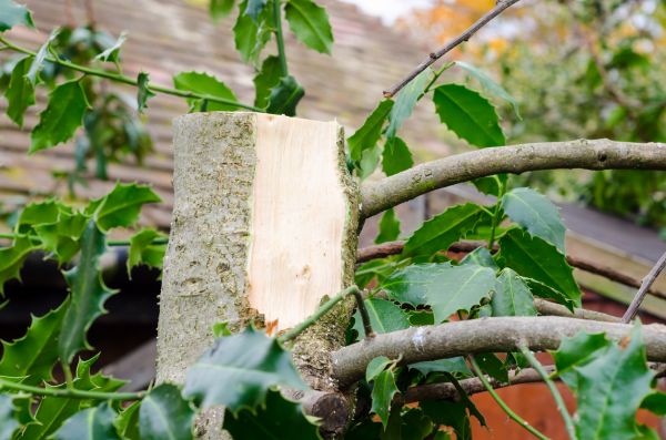Cost of Holly Tree Removal in Lima