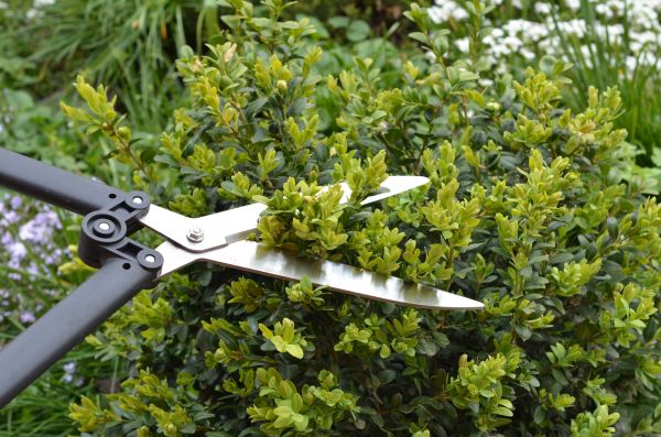 Boxwood Trimming in Lima