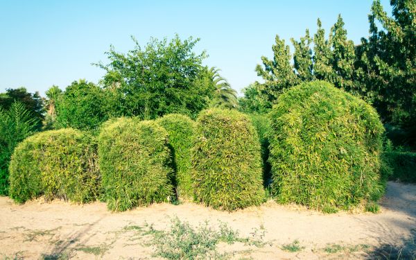 Cost of Bamboo Hedge Removal in Lima