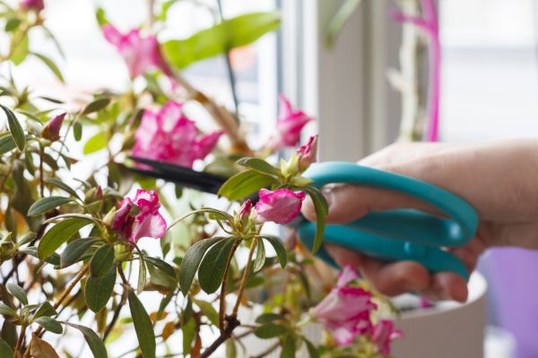 Azalea Pruning in Lima