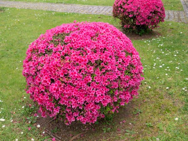 Rhododendron Pruning in Lima
