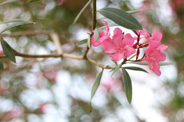 Cost of Oleander Removal in Lima