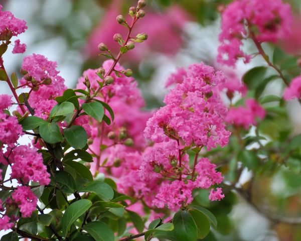 Crepe Myrtle Removal in Lima