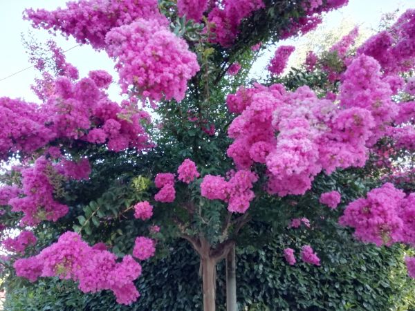 Crape Myrtle Pruning in Lima