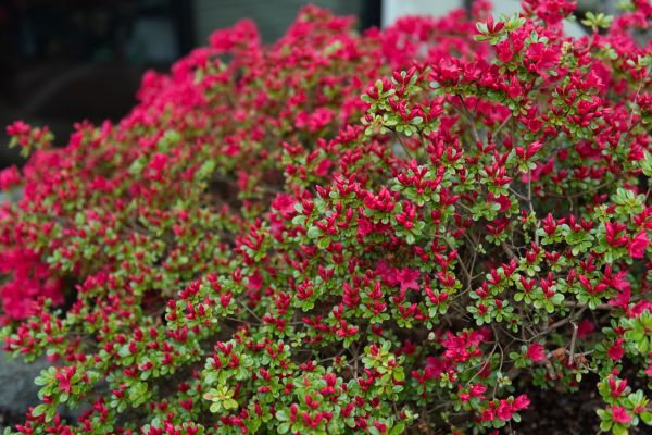 Cost of Weigela Removal Service in Lima