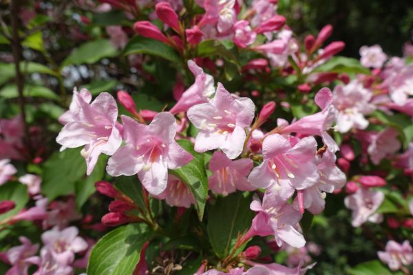 Cost of Weigela Pruning Service in Lima