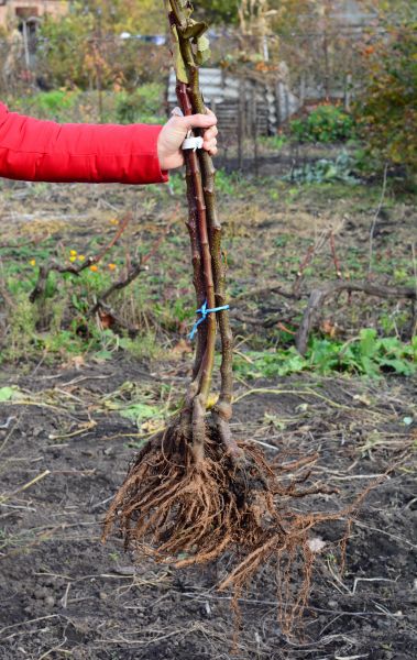 Shrub Root Removal in Lima