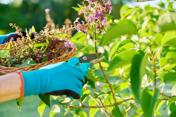 Cost of Lilac Trimming Service in Lima